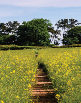 Country lane